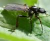 Bibio lanigerus
